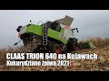 CLAAS TRION 640 na Kujawach - kukurydziane żniwa 2021 - VIDEO