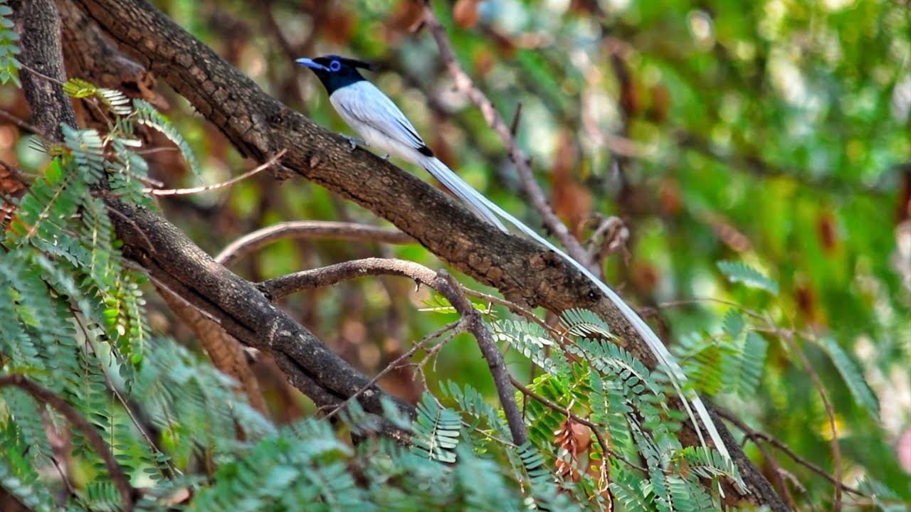 Indian Paradise Flycatcher | Birdwatching in Bengaluru 