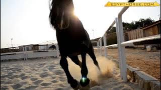 The Most Beautiful Arabian Horse