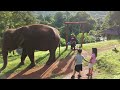 Chiangmai Elephant friend. 🐘🐘 #ChiangmailThailand #Elephant wake up call. #Meawang #Raffting #