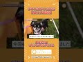 【国内最大級犬イベント】チワワEXPO 2025 HALLOWEEN登壇&出店しました
