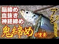 釣り場での魚、アジの締め方「脳締め、血抜き、神経締め、鬼締め」horse mackerel Ikejime