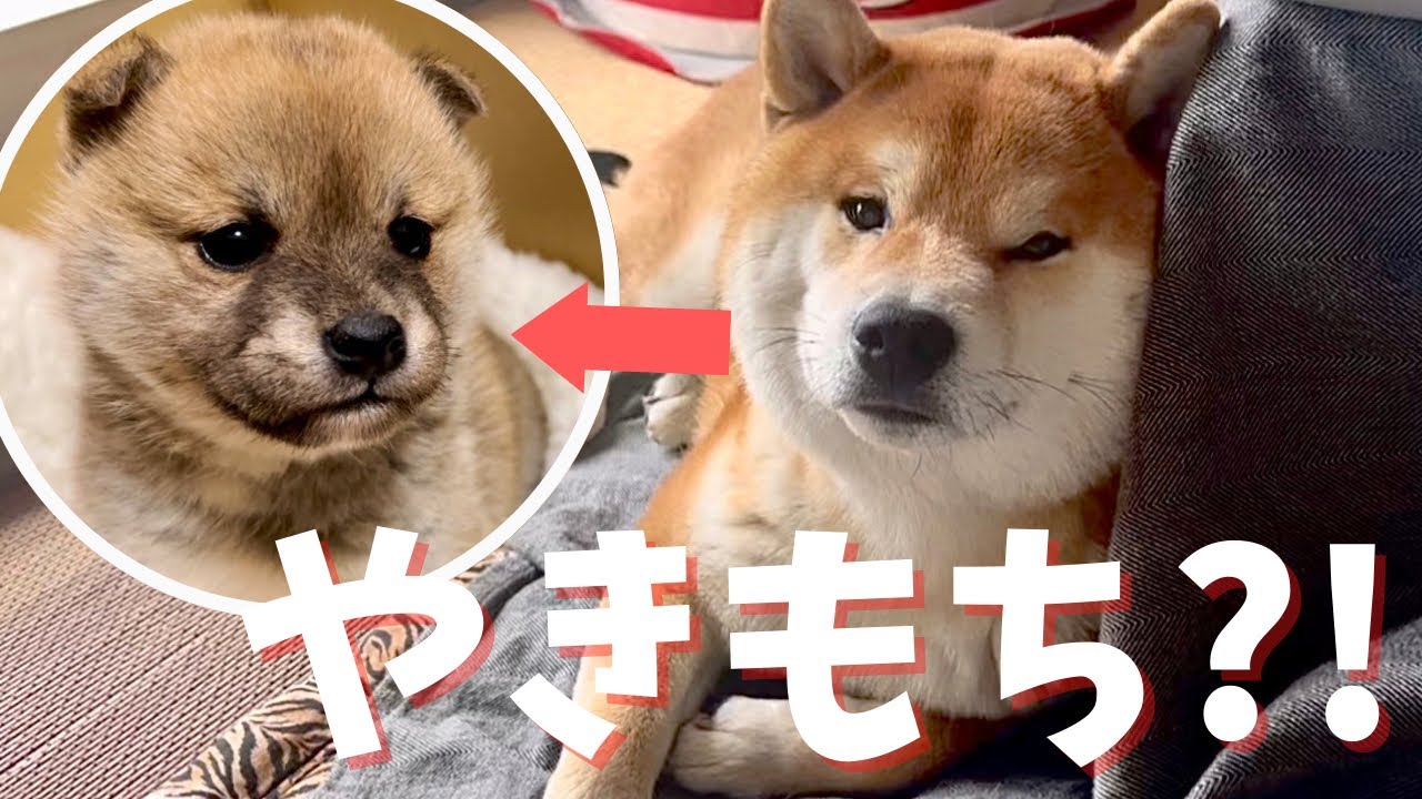 豆柴の赤ちゃんに嫉妬し 赤ちゃん返りする柴犬 Youtube