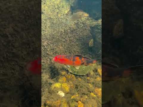 Vídeo: Tartaruga de pé vermelho