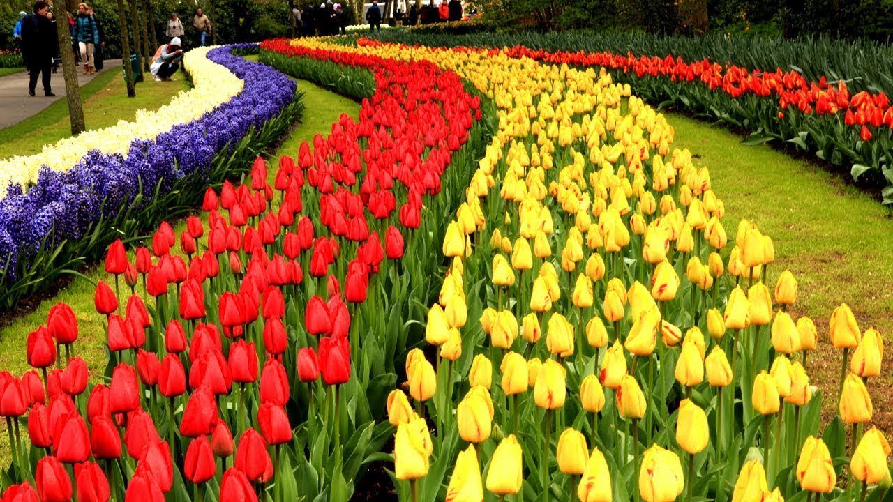 Thousand of Colourful Tulip Flower's Garden in USA YouTube