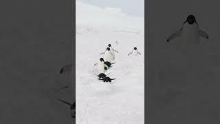 Adelie Penguins Waddling And Tobogganing