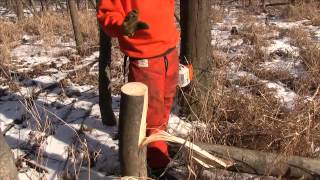 Hinge cutting mistake: Don't cut too far when you hinge cut trees for deer habitat