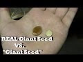 Giant Pumpkin Seed Secrets Stores Don't Want You to Know