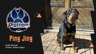 Skill Refresher: Ping Jing's Rottweiler Refinement by Team JW Enterprises 29 views 4 days ago 2 minutes, 24 seconds