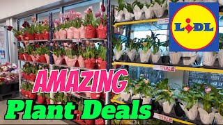 Amazing Plant Deals at Lidl Supermarket