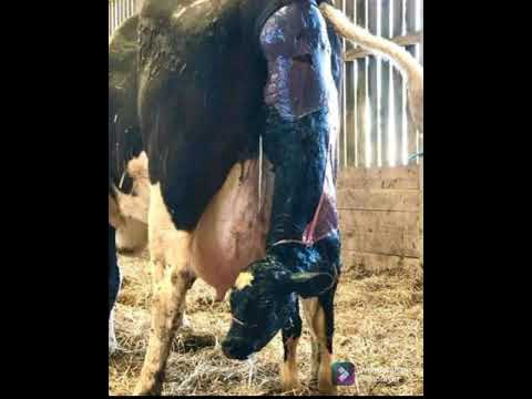 ولادة الأبقار بشكل عادي دون تدخول الإنسان