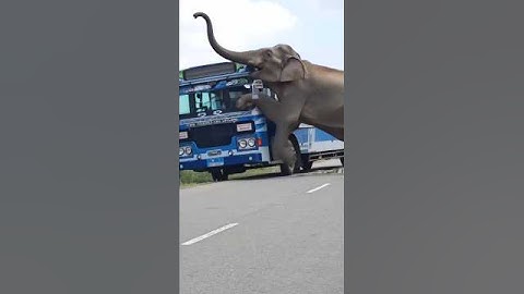 elephant attacks a bus full of passengers driver runs away while conductor tries to defend passenger