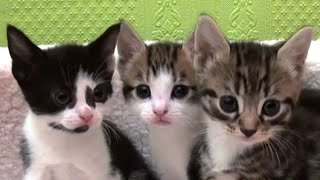 Cute Kittens by SpartaTheCat 16,978 views 7 years ago 1 minute, 46 seconds