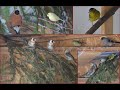 Певчие птицы в вольере зимой.