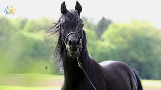 Stallion Kamyar Deckhengst Natursprung Frischsamen Hervorragende Nachfahren Für Die Zucht