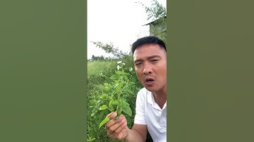 Bài Thuốc chữa viêm xoang 0 đồng#caythuoc #câythuốcquý #covenduongvlogs #câythuốcnamquí