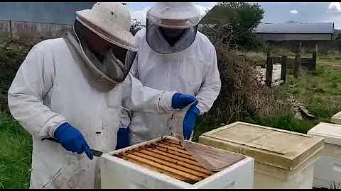 Routine Beehive Inspection