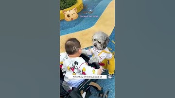 Chú chó poolde đáng yêu cứu em bé khỏi nguy hiểm - Pet Corner