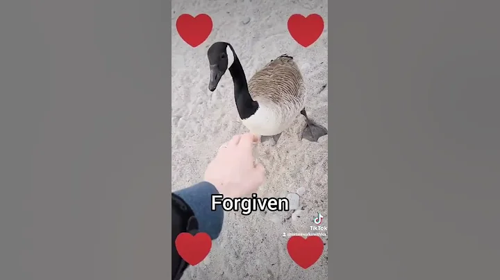 Canada Geese Attack - DayDayNews