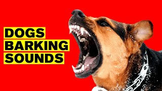 Dogs Barking Sound Effect (BARK LOUDLY)