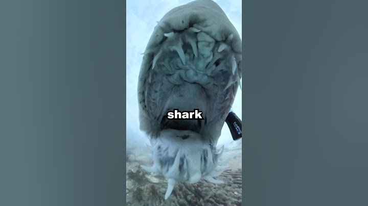 A Shark Ate my Camera