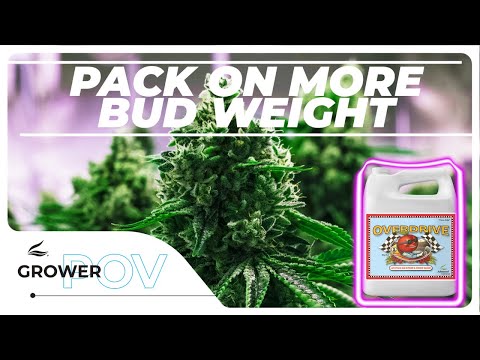 Grower POV: Sustain Peak Performance Through Your Entire Run