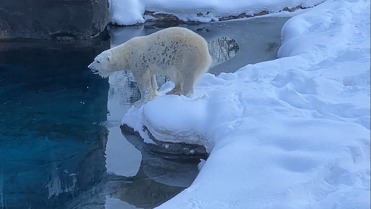 20260115:今日の円山動物園