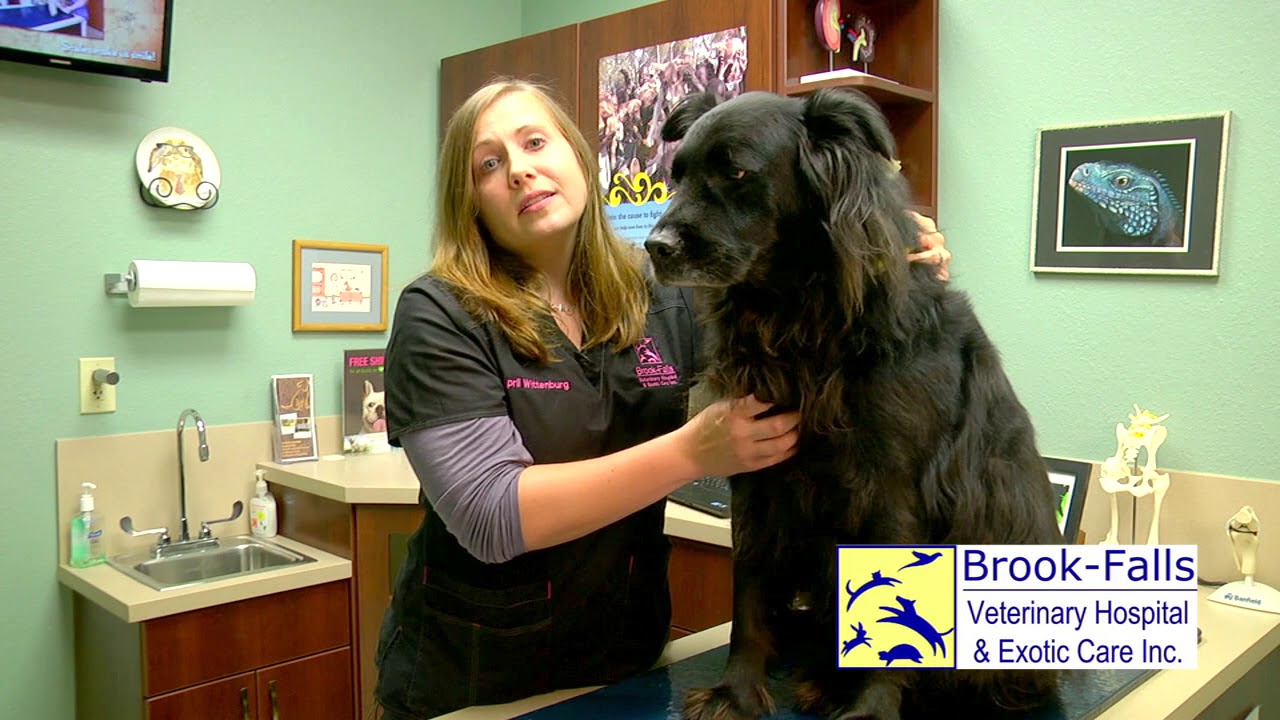 Expert Veterinary TV Episode 5 Heartworm YouTube