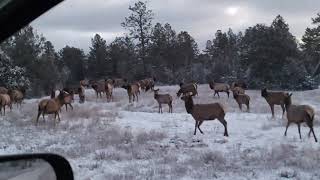 Elk in Neighborhood 12-13-2022