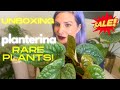 Unboxing gorgeous rare plants from planterina this stunning anthurium was on sale