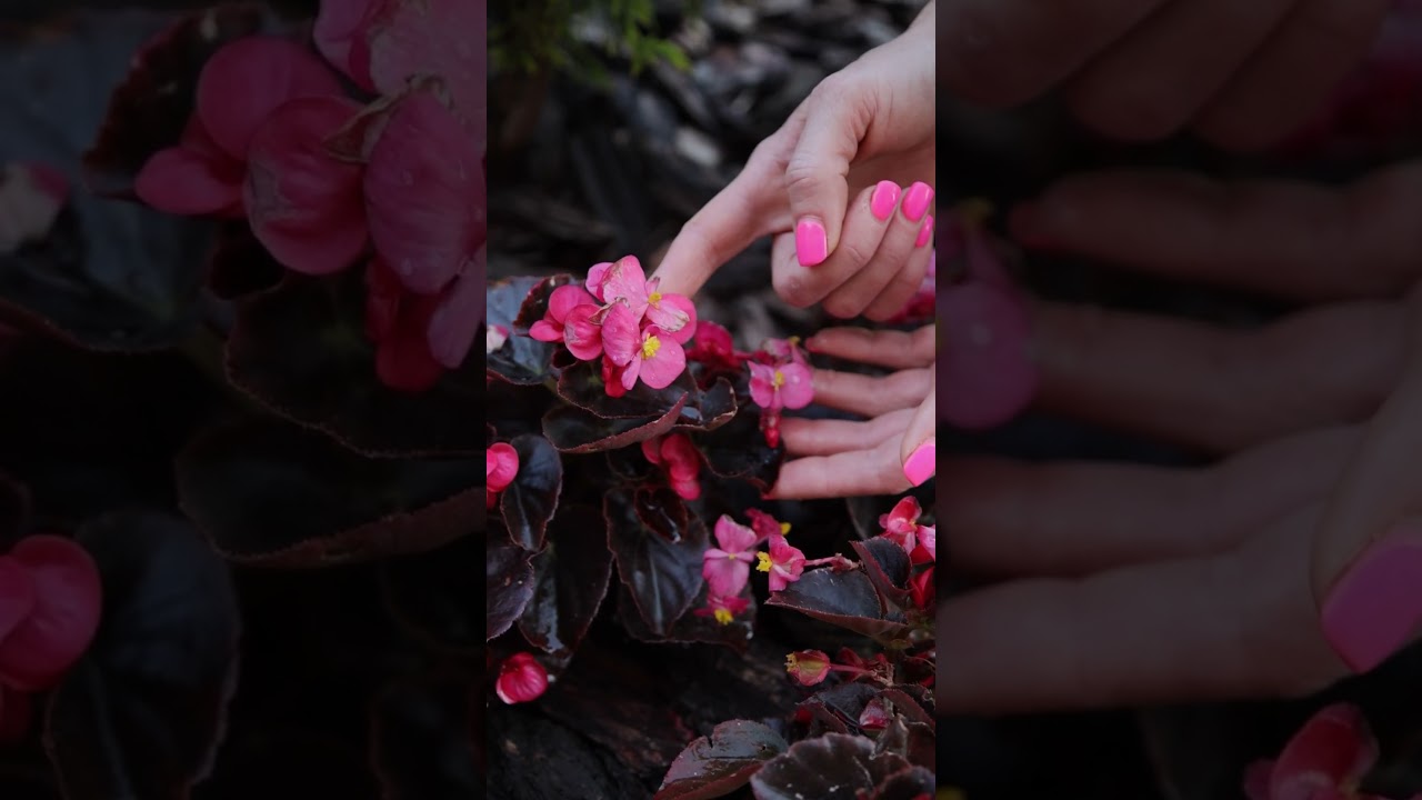 Возьмите на заметку! Вечноцветущая бегония - отличное украшение для вашего сада