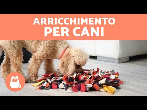 Video: Come Fornire Un Arricchimento Ambientale Per Il Tuo Ratto Domestico