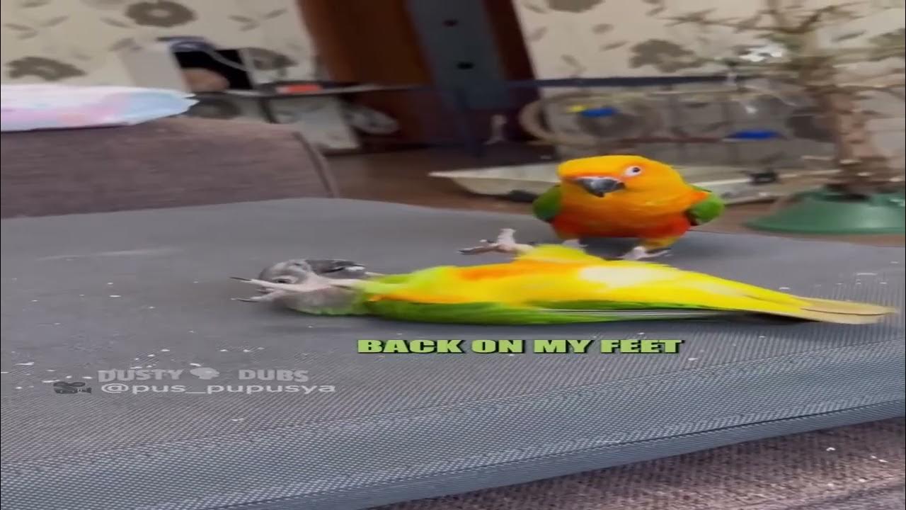 REQUESTED BACK ON MY FEET Csupo YouTube requested-back-on-my-feet-csupo-youtube