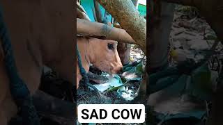 sad cow #sick #cow #salivasi #hypersalivation