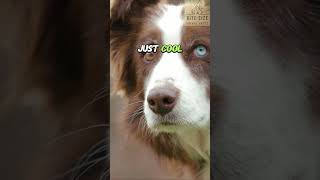Aussie Mysteries; Discover What Sets Australian Shepherds Apart! #dog #facts #shorts #doglover