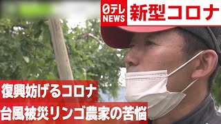 【台風被災】リンゴ農家の苦悩　コロナが復興妨げる　2020年6月22日放送『news zero』より