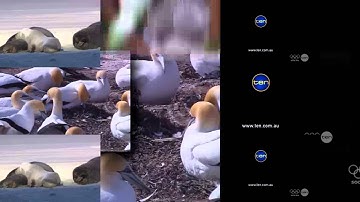 33 Shuric Scans With Are Slides... (Vs Josh0108)