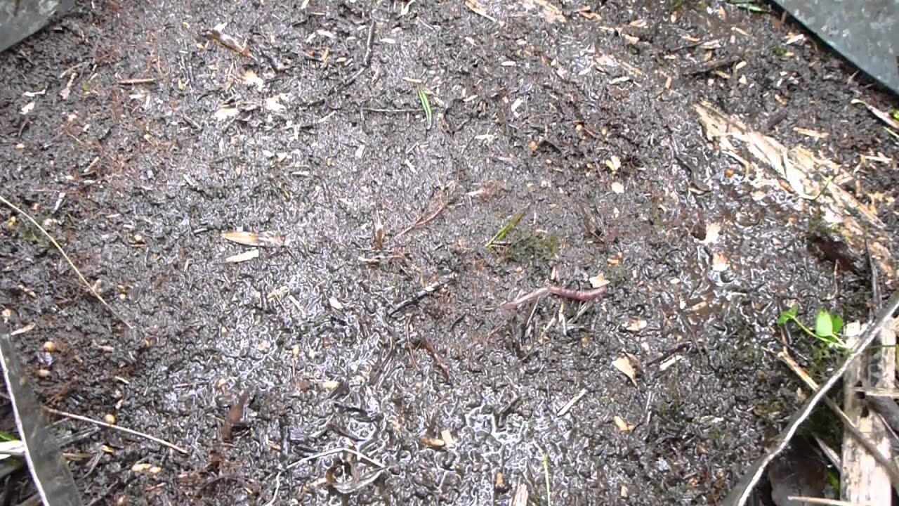 Earthworm Extraction.MTS YouTube