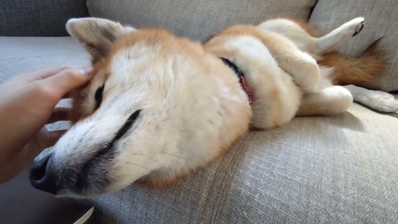 【柴犬】なでられまくる柴犬～Cute Japanese Shiba Inu