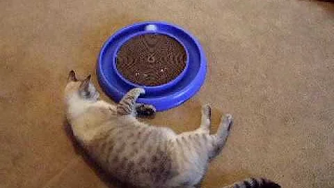 Watch the video about Bruiser 17 mo Lynx Point Siamese Tabby Mix Cat playing with Turbo Cat Scratcher