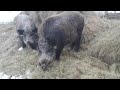 Дикие кабаны и домашние свиньи.
Wild boars and domestic pigs