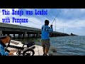 This bridge was loaded with pompano new kbo k1 ebike review