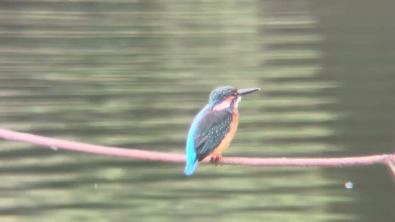 善福寺公園 カワセミ - YouTube