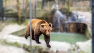 Олег Зубков создал УНИКАЛЬНЕЙШИЙ в России вольер для медведей с горными озерами и берлогами!
