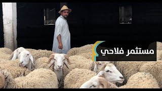 بدأ سنة 2006 بعدد صغير وأصبح يملك اليوم 500 رأس غنم و70 بقرة.. عمر: سلالة 