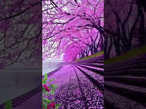 مافي احلى من هالجمال طبيعة جمال الطبيعة هدوء موسيقى روقان السعودية