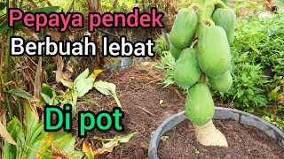 Cara membuat pepaya pendek berbuah lebat/banyak di POT