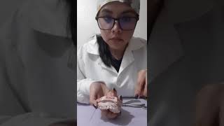 Festoneado En Modelo Superior