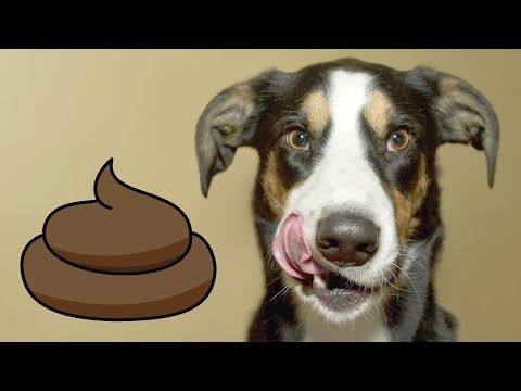 Что делать, если собака ест экскременты