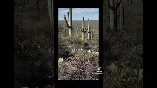 We had a blast with Joaquin Murrieta, who led a creek walk through the Douglas Spring Trail